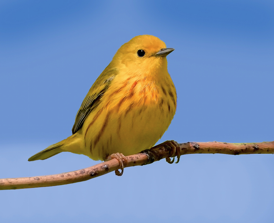 Yellow Warbler