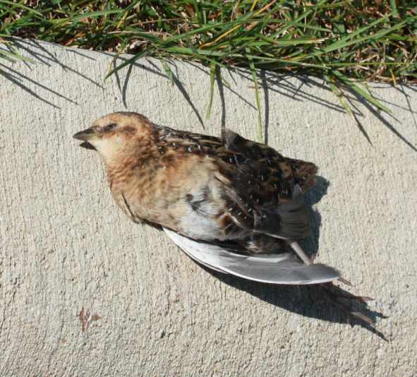 Yellow Rail photo #3