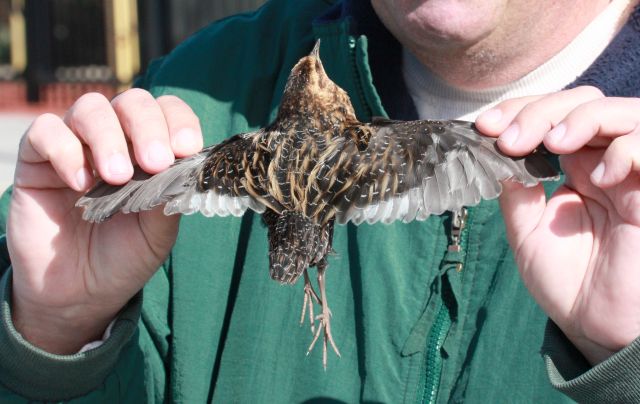 Yellow Rail photo #1