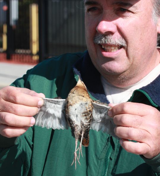 Yellow Rail photo #2