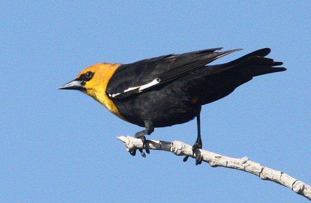 Yellow-headed Blackbird photo #2