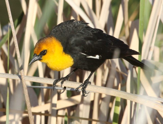 Yellow-headed Blackbird photo #4