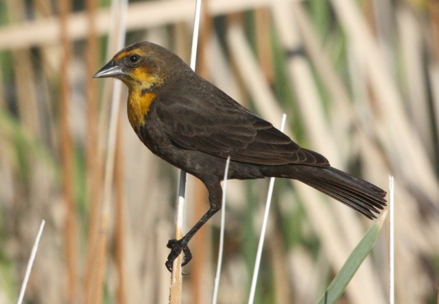 Yellow-headed Blackbird