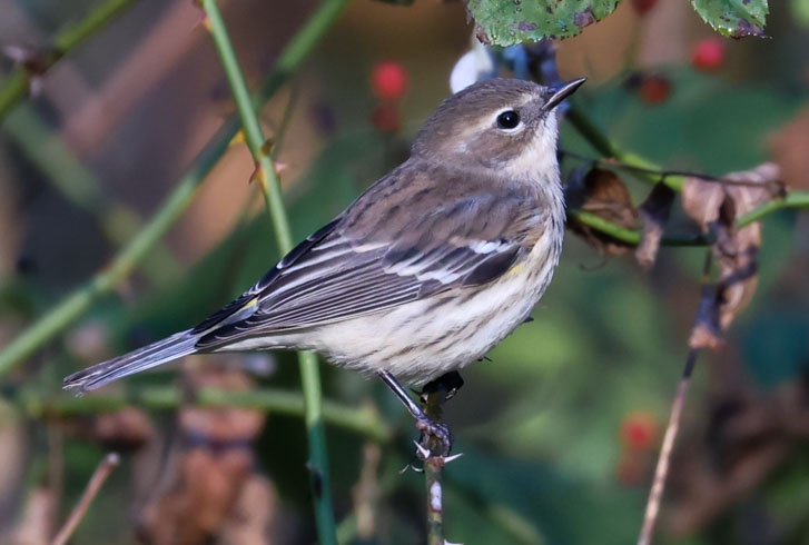 Yellow-rumped Warbler photo #7