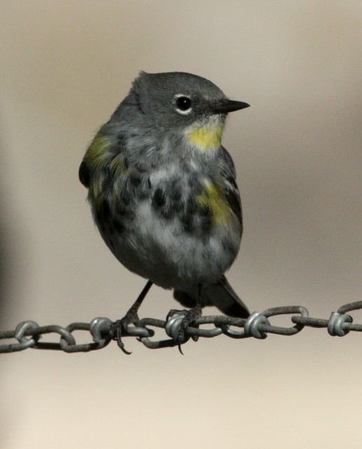Yellow-rumped Warbler photo #2
