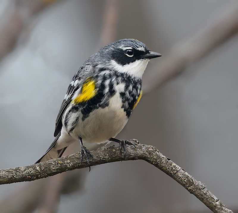 Yellow-rumped Warbler