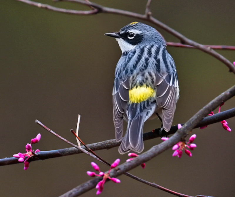 Yellow-rumped Warbler
