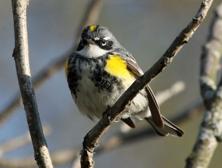 Yellow-rumped Warbler photo #9
