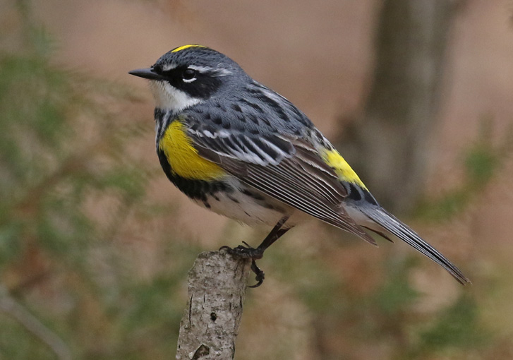 Yellow-rumped Warbler photo #1