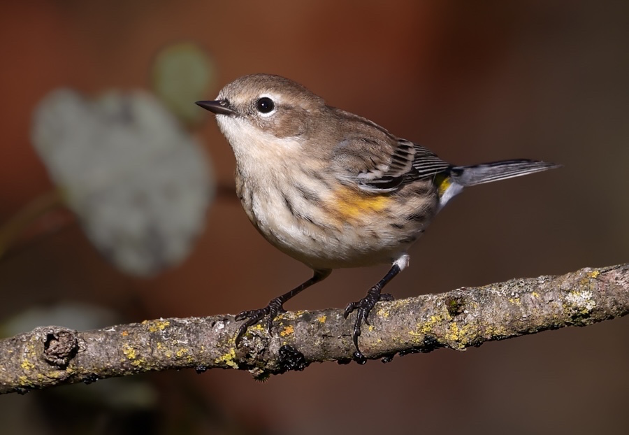 Yellow-rumped Warbler