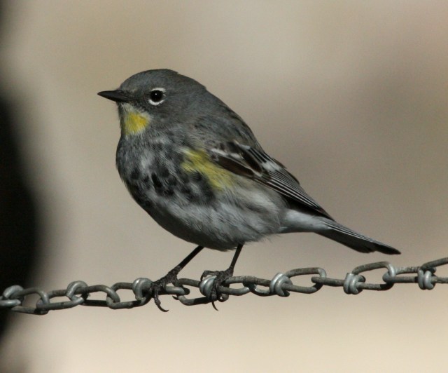 Yellow-rumped Warbler photo #1