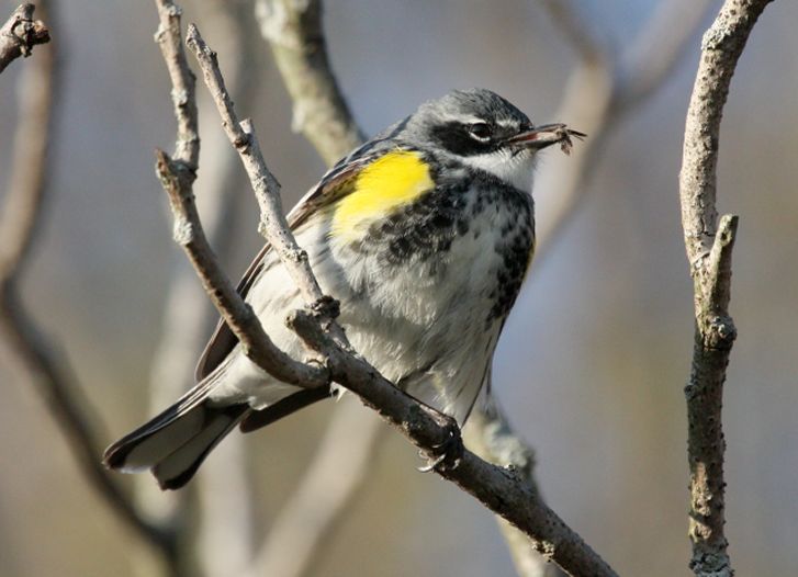 Yellow-rumped Warbler photo #8