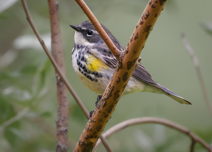 Yellow-rumped Warbler