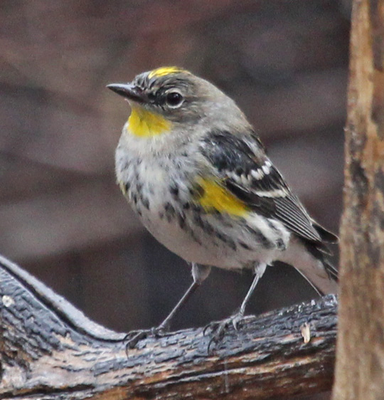 Yellow-rumped Warbler (fall Audubon's form)