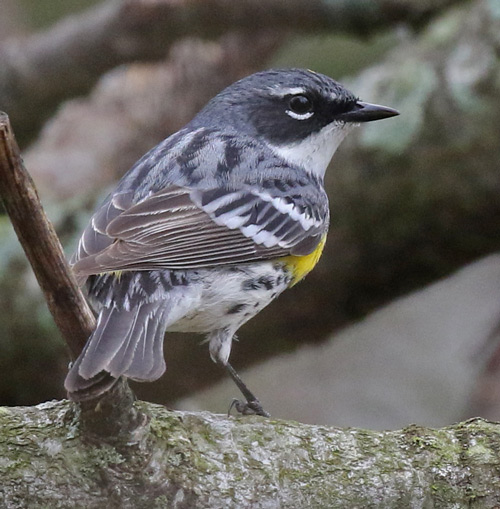 Yellow-rumped Warbler photo #5