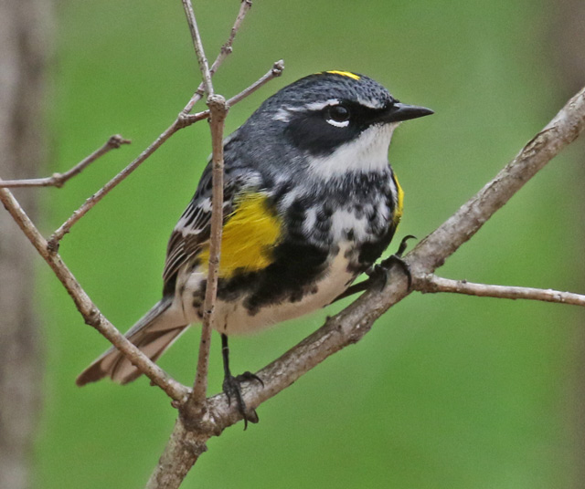 Yellow-rumped Warbler photo #2