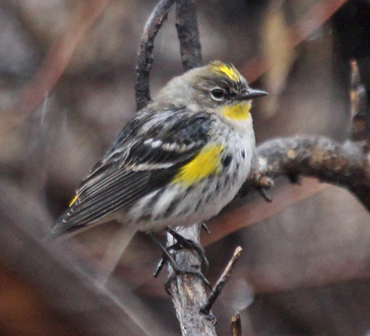 Yellow-rumped Warbler (fall Audubon's form)
