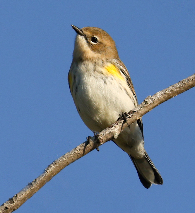 Yellow-rumped Warbler photo #4