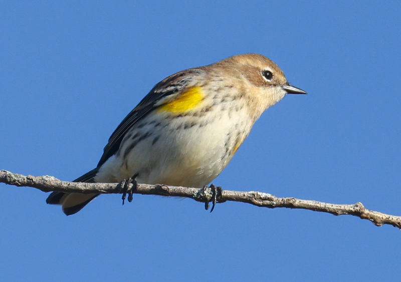 Yellow-rumped Warbler photo #5