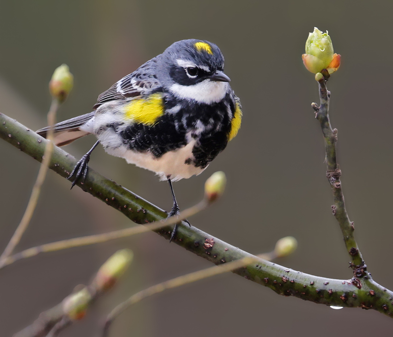 Yellow-rumped Warbler
