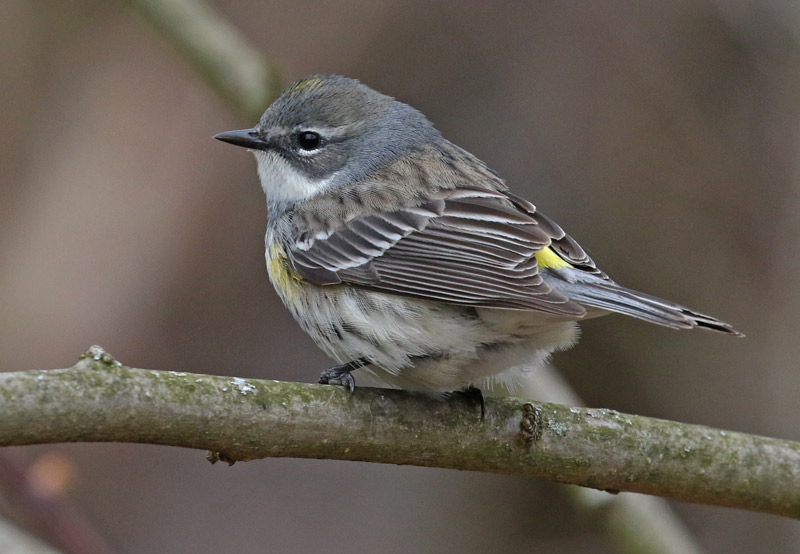 Yellow-rumped Warbler photo #1