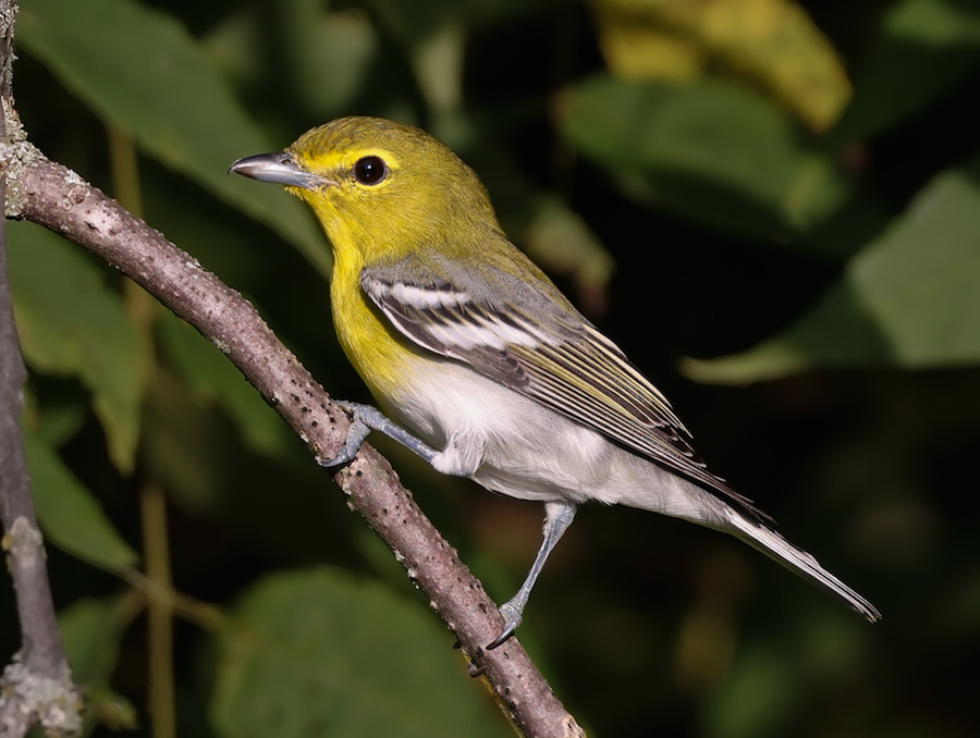 Yellow-throated Vireo photo 2