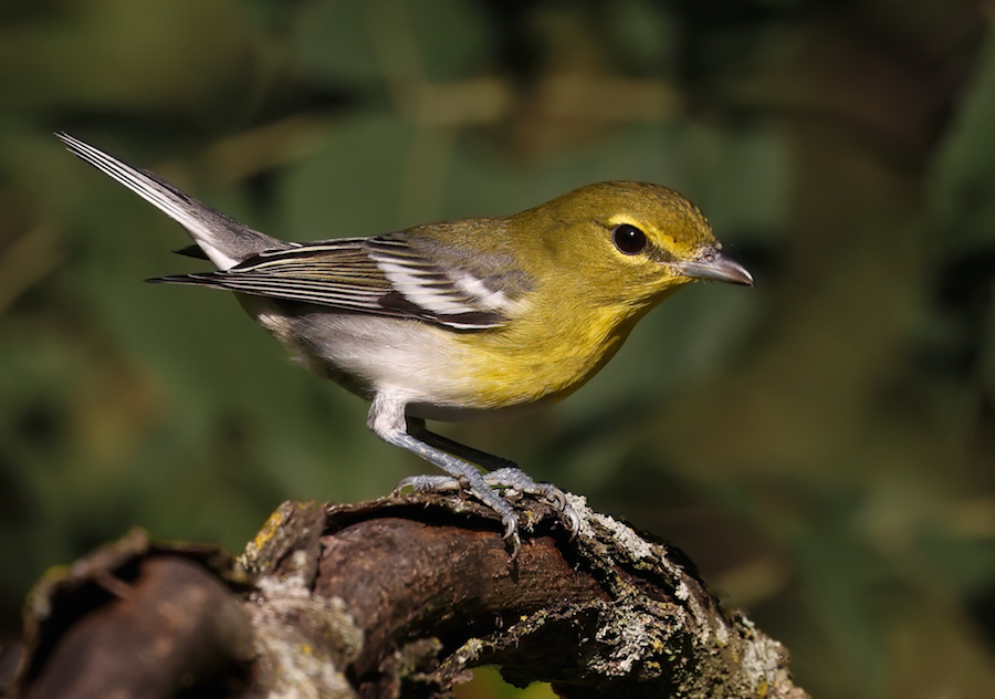 Yellow-throated Vireo photo 3