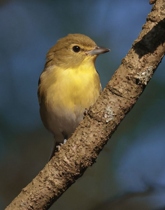 Yellow-throated Vireo