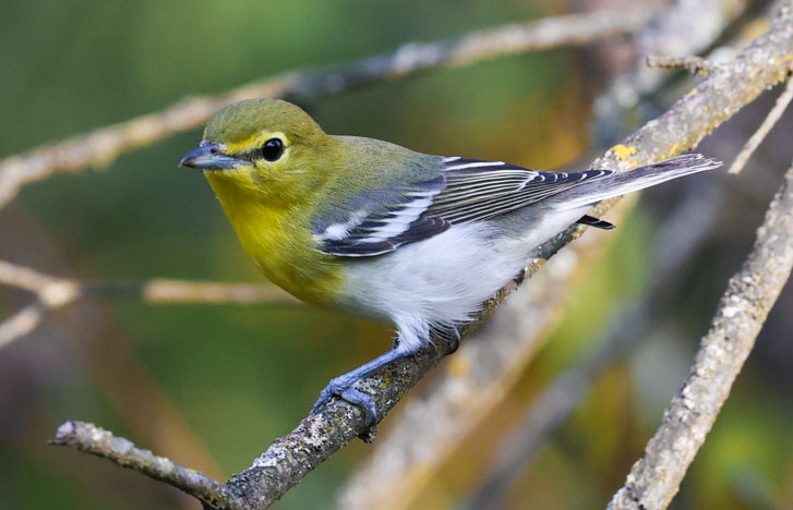 Yellow-throated Vireo photo 1