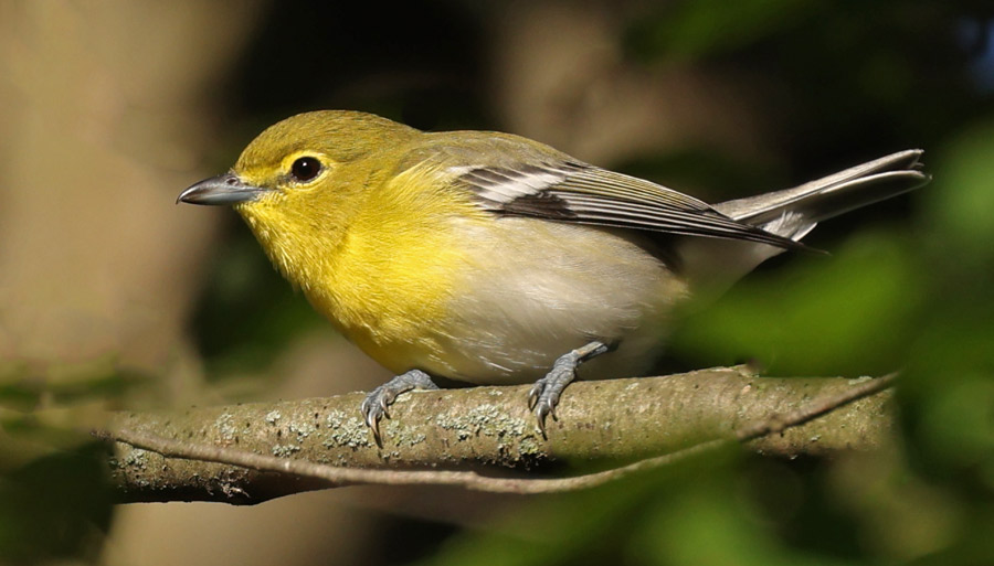 Yellow-throated Vireo
