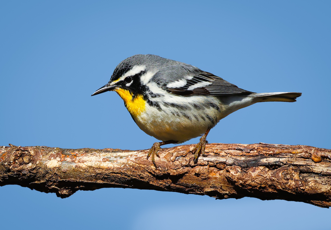 Yellow-throated Warbler photo #1
