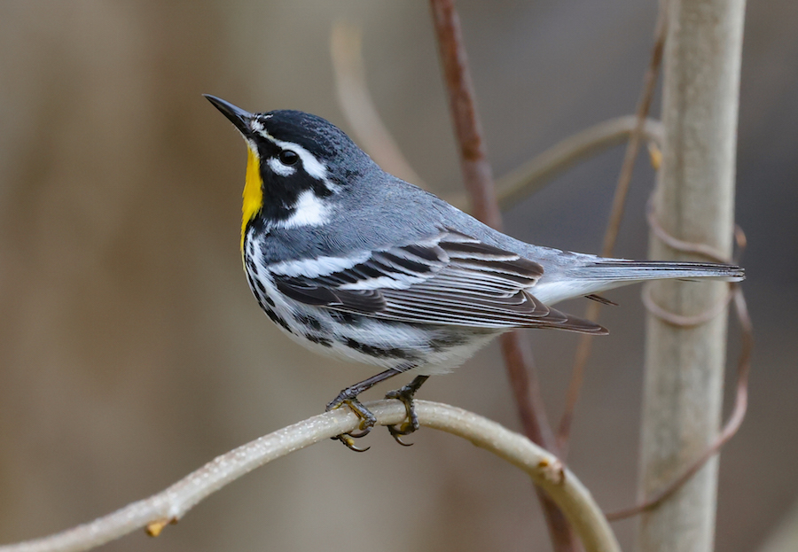 Yellow-throated Warbler photo #3