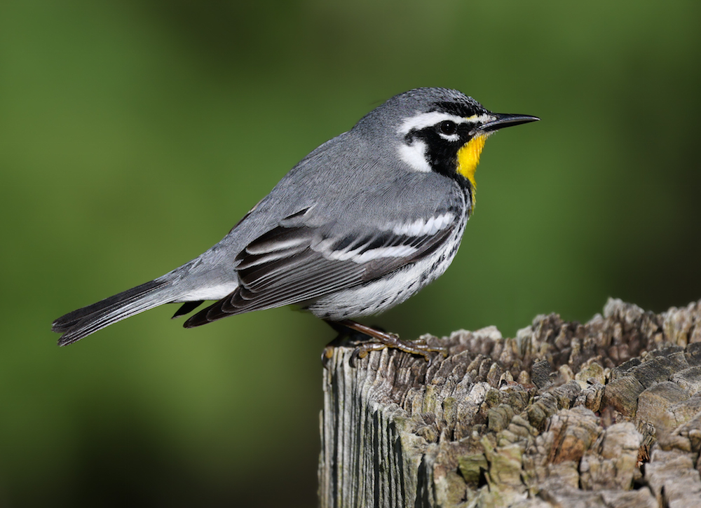 Yellow-throated Warbler photo #3