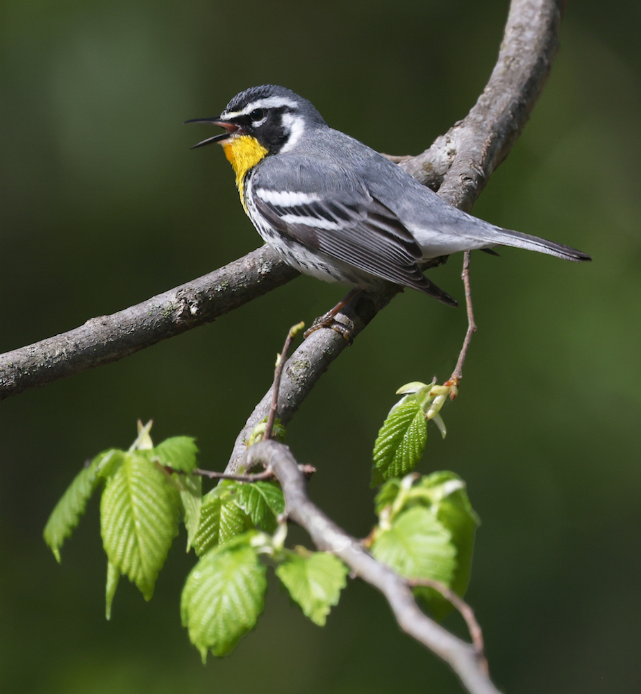 Yellow-throated Warbler photo #2