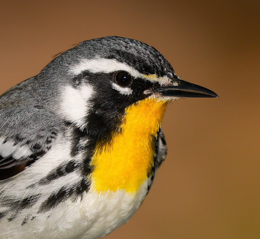Yellow-throated Warbler photo #4