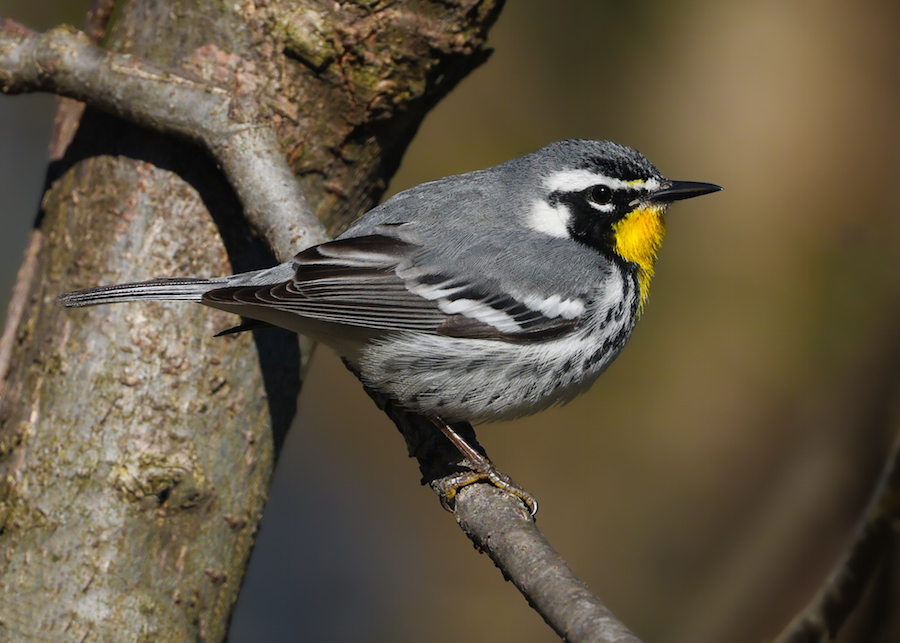 Yellow-throated Warbler photo #4