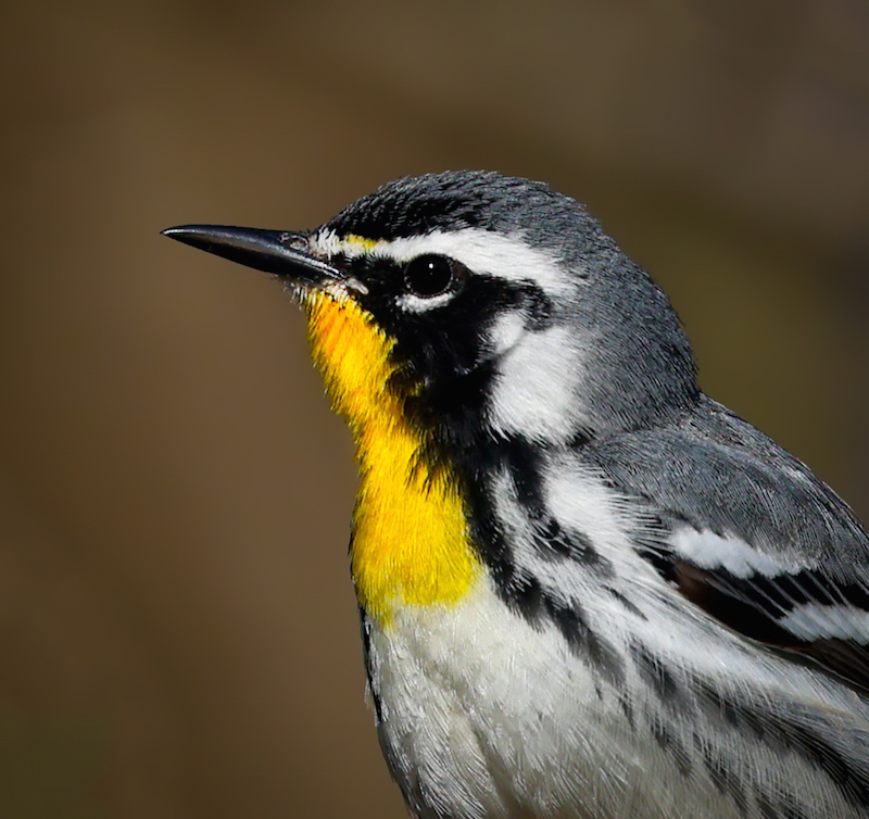 Yellow-throated Warbler photo #5
