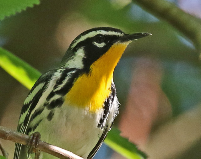 Yellow-throated Warbler photo #6