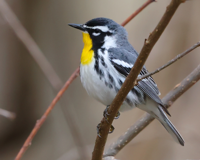 Yellow-throated Warbler photo #1