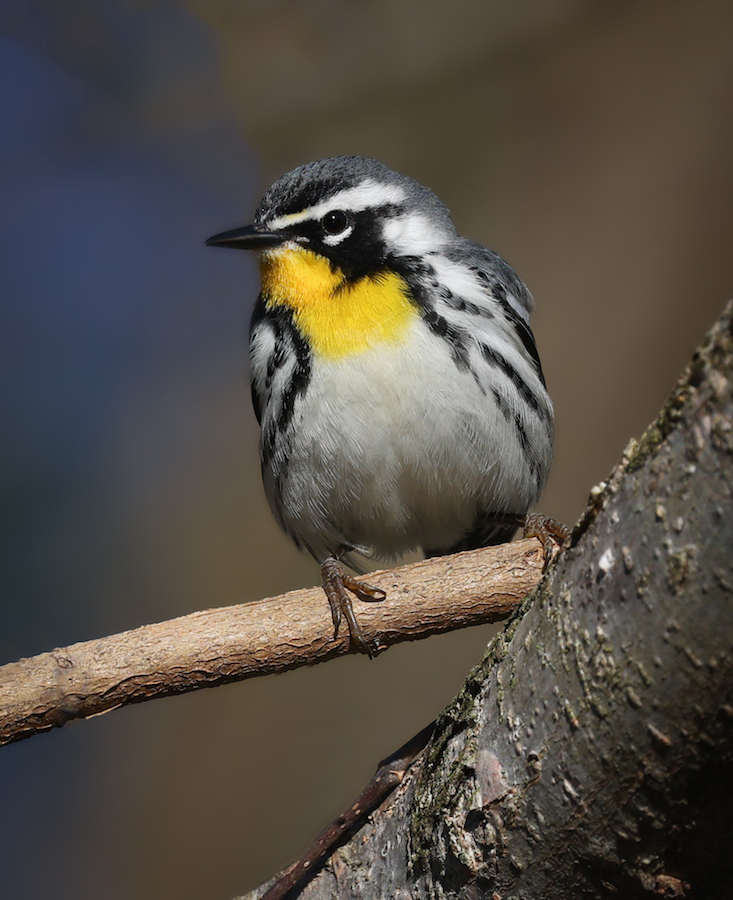 Yellow-throated Warbler photo #3