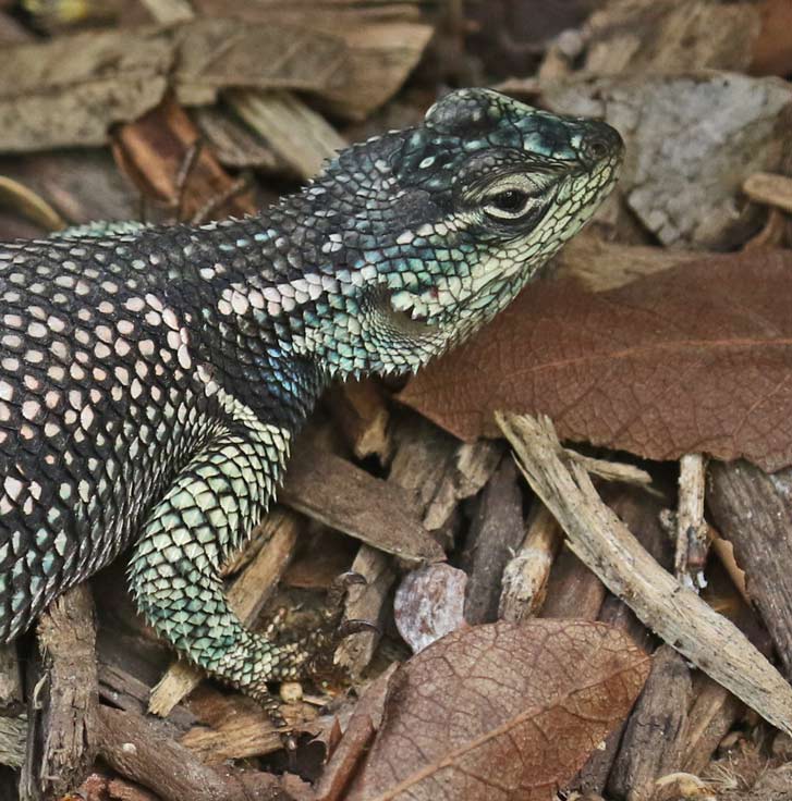 Yarrow's Spiny Lizard