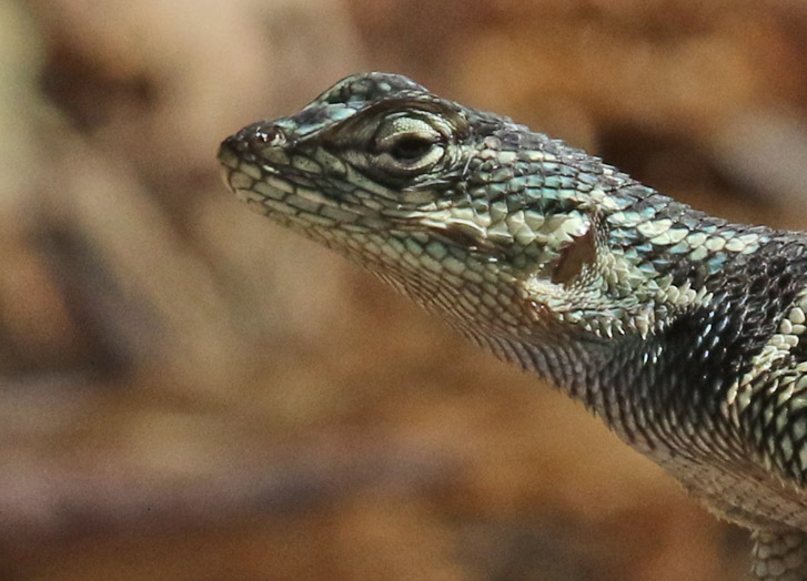 Yarrow's Spiny Lizard
