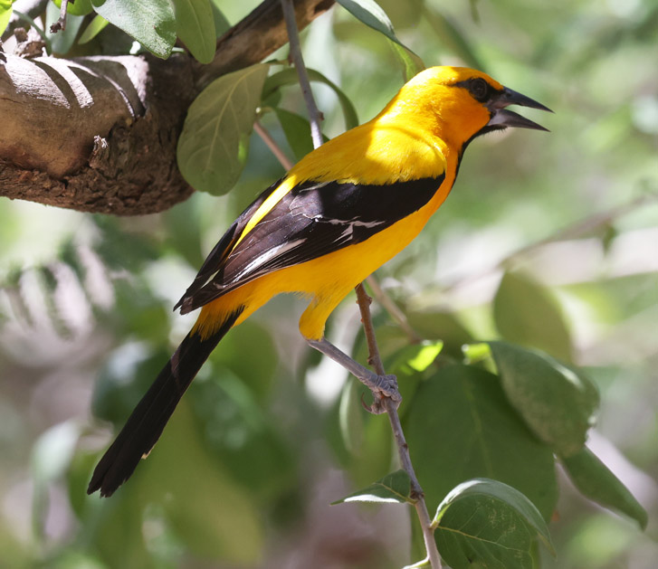Yellow Oriole