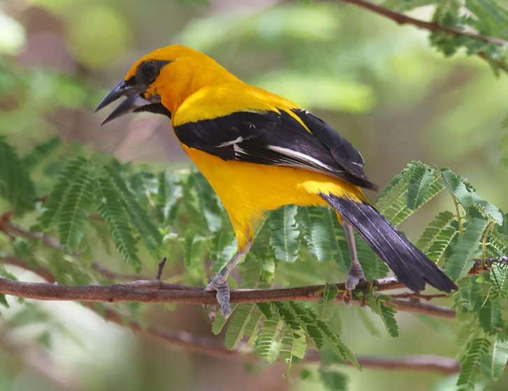 Yellow Oriole