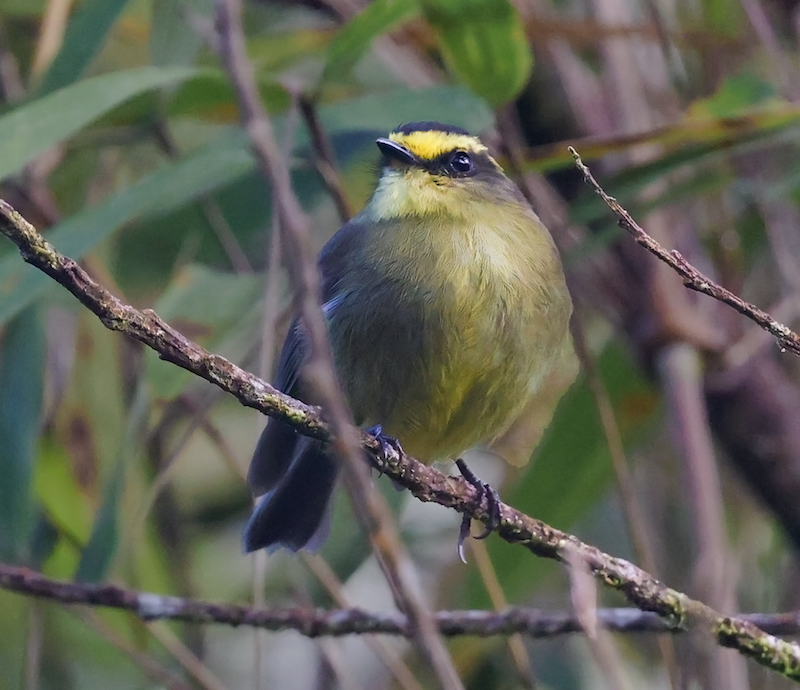 Yellow-bellied Chat-tyrant