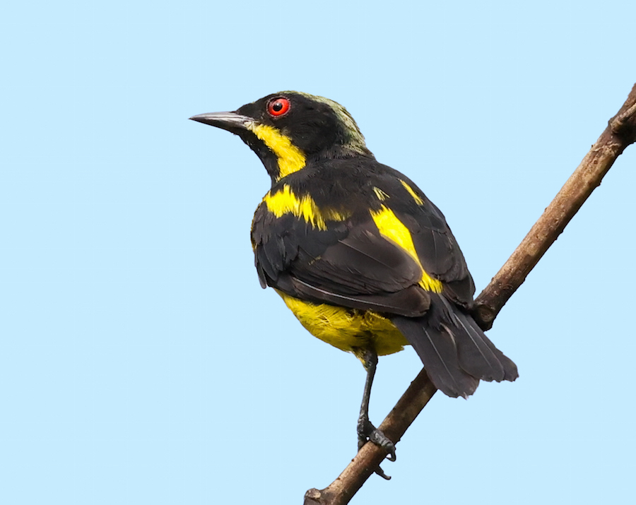 Yellow-bellied Dacnis