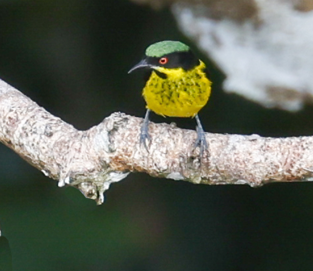 Yellow-bellied Dacnis