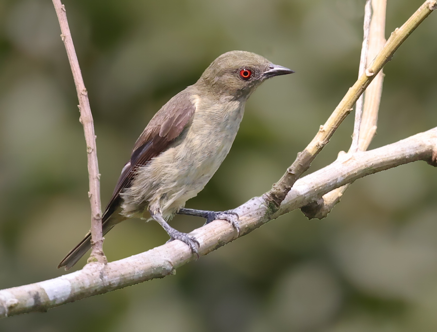 Yellow-bellied Dacnis