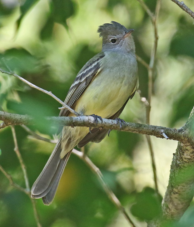 Yellow-bellied Elaenia