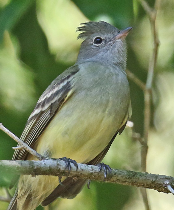 Yellow-bellied Elaenia